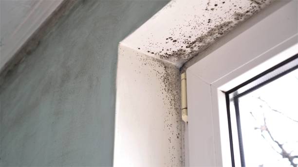 Best Certified Mold Removal  in Fox River Grove, IL