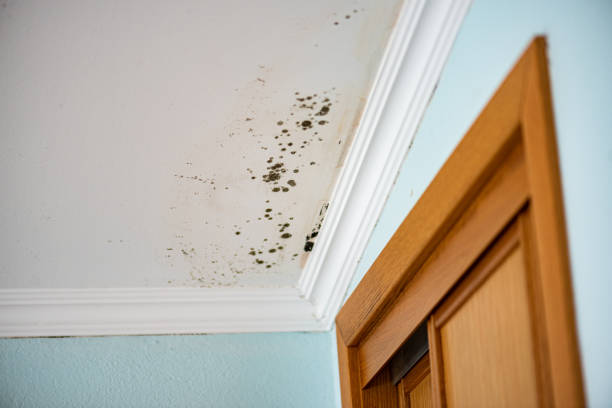 Best Home Mold Removal  in Fox River Grove, IL