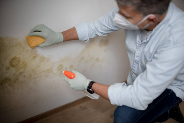 Best Local Mold Removal Service  in Fox River Grove, IL