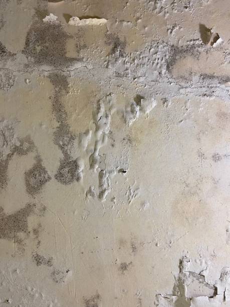Best Affordable Mold Removal  in Fox River Grove, IL