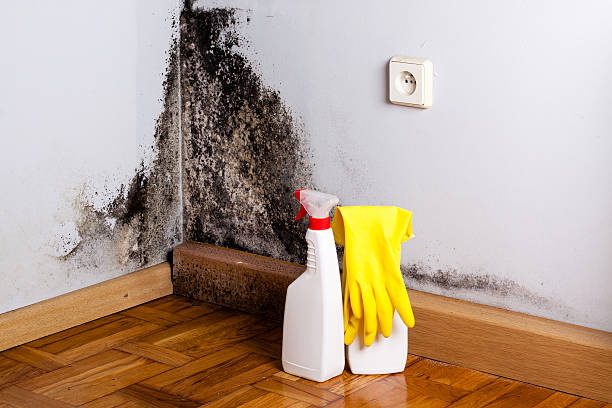 Best Attic Mold Removal  in Fox River Grove, IL