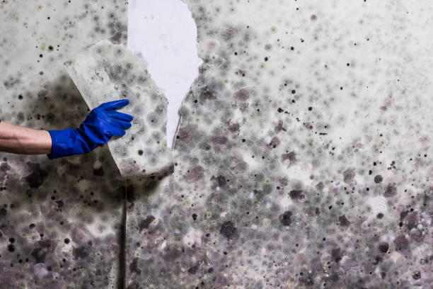 Best Mold Testing  in Fox River Grove, IL