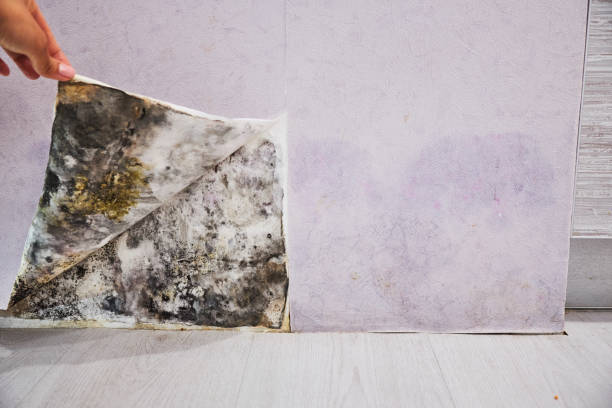 Professional Mold Removal in Fox River Grove, IL